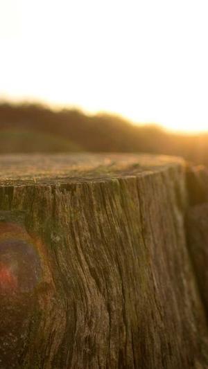 SEO分析工具截图4