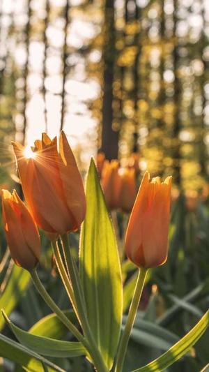 seo工具哪个好截图4