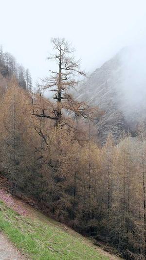 泛目录站群原理 培训截图1