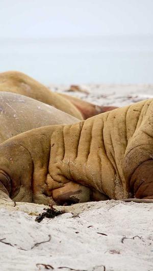 桔城SEO伪原创工具截图1