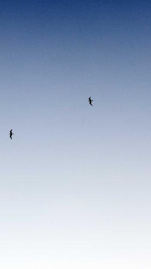 蜘蛛池优化推广渠道截图4