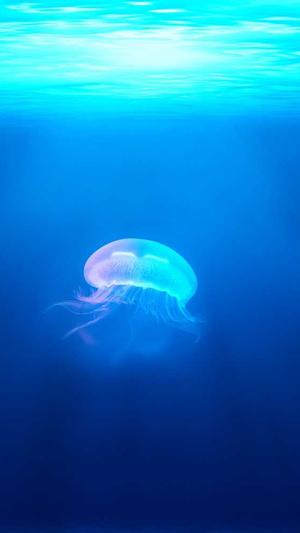 重庆seo优化方法截图3