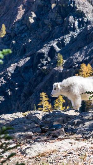 武汉seo优化截图3