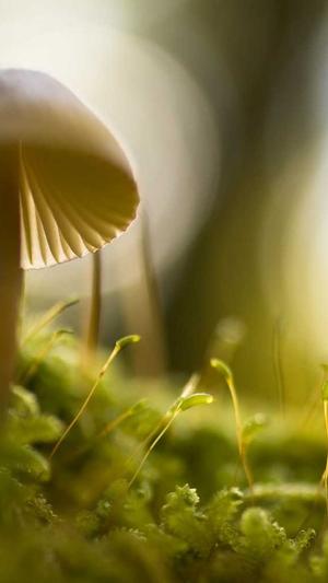 网站设计西安网站建设截图1