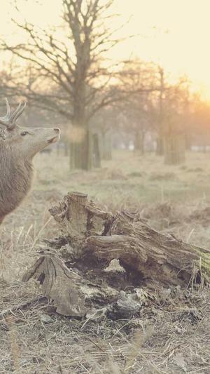 seo诊断工具截图4