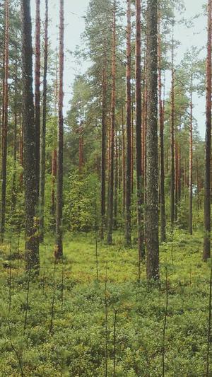 自己建蜘蛛池要多少钱截图4