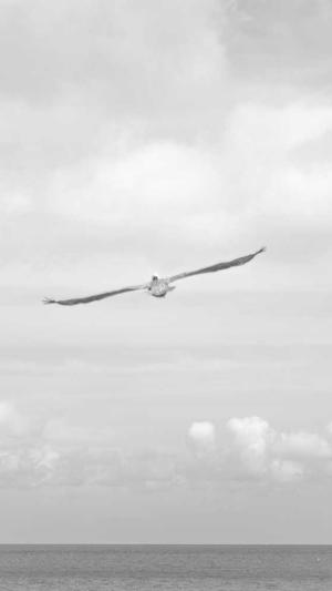 百度蜘蛛池原理图截图1