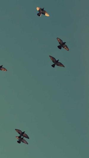 seo关键词查询工具截图1