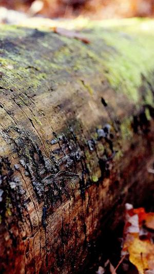 快速seo优化工具截图3