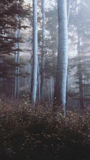 SEO快速排名截图1